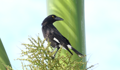 Strepera graculina graculina