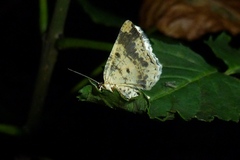Ligdia adustata