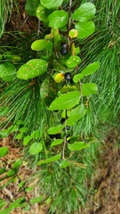 Cotoneaster melanocarpus