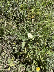 Chamaesaracha coniodes