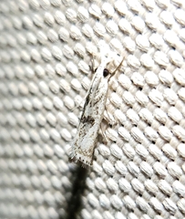 Microcrambus minor