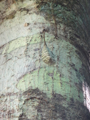 Pyrops oculatus