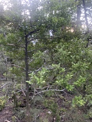 Phyllocladus alpinus