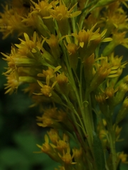 Solidago uliginosa