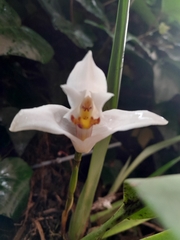 Maxillaria