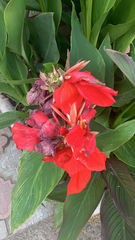 Canna × generalis