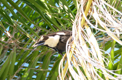 Strepera graculina graculina