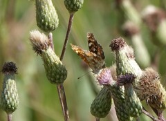 Phyciodes pulchella