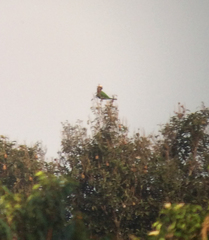 Deroptyus accipitrinus