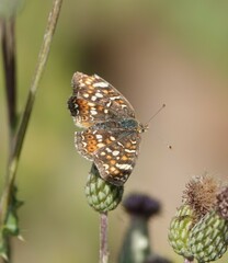 Phyciodes pulchella