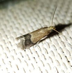 Eulogia ochrifrontella