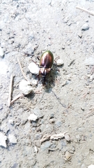 Pterostichus burmeisteri