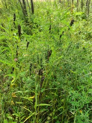 Astragalus uliginosus