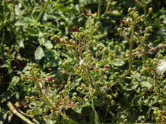 Scrophularia sublyrata