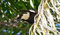 Strepera graculina graculina