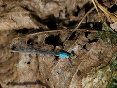 Argia apicalis