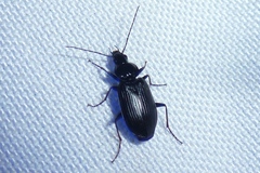 Agonum