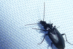 Agonum