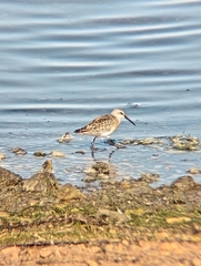 Calidris ferruginea