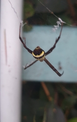 Argiope minuta