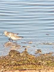 Calidris ferruginea