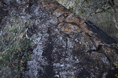 Lecanoromycetes