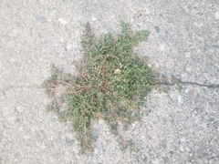 Polygonum arenastrum