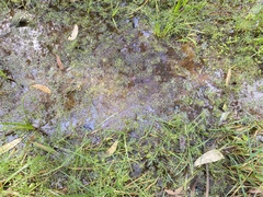 Ranunculus inundatus