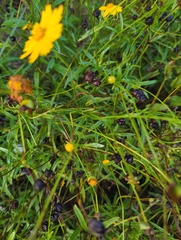 Coreopsis lanceolata