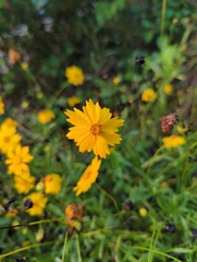 Coreopsis lanceolata