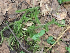 Lycopodium clavatum