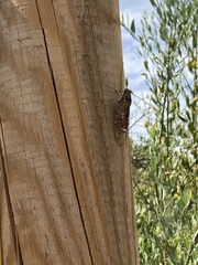 Cicada barbara