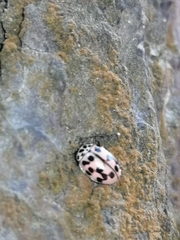 Oenopia conglobata