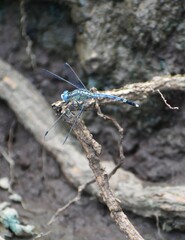 Diplacodes trivialis