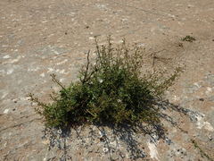 Scrophularia sublyrata