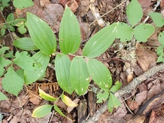 Streptopus lanceolatus