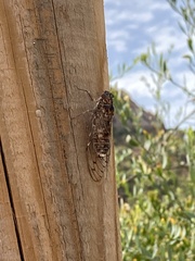 Cicada barbara