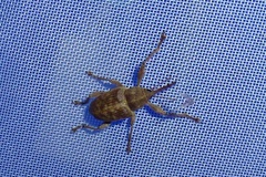 Curculio glandium