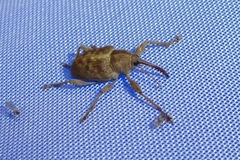Curculio glandium