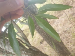 Ehretia saligna membranifolia
