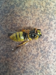Vespula vulgaris