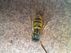 Vespula vulgaris