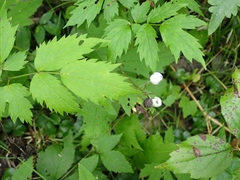 Actaea rubra neglecta