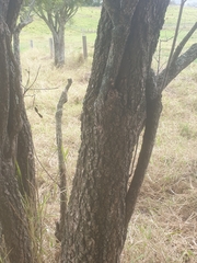 Ehretia saligna membranifolia