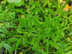 Cicuta virosa