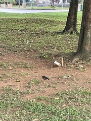 Acridotheres tristis