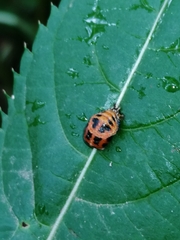 Harmonia axyridis
