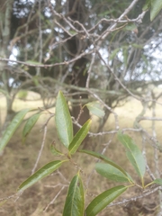 Ehretia saligna membranifolia