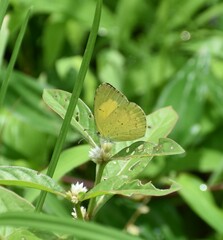 Eurema brigitta