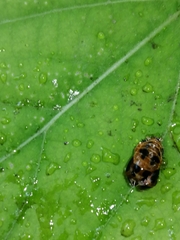 Harmonia axyridis